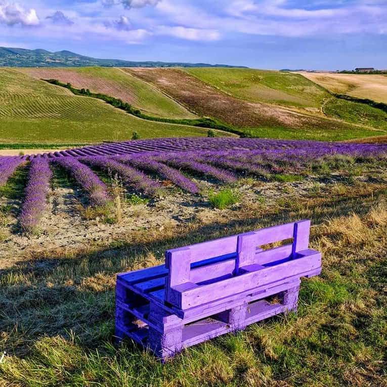 Una panchina fatta di pallet dipinta di viola si trova in un prato secco che domina i campi di lavanda a righe e le colline verdi a Podere Mandriato.