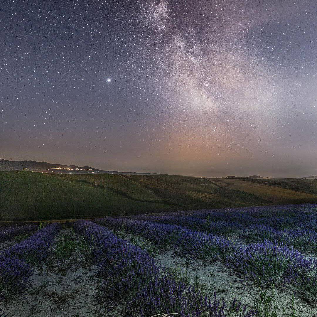 Uno scatto notturno dei filari di lavanda che si estendono verso colline scure, sotto un cielo notturno limpido e pieno di stelle con la Via Lattea visibile.