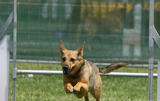 agility dog toscana