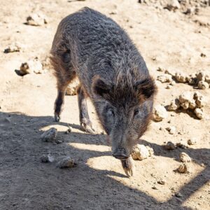 cinghiale fattoria agriturismo gli etruschi