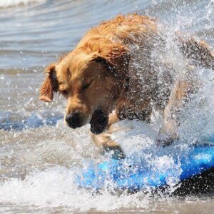 bau beach san vincenzo vacanze con il cane