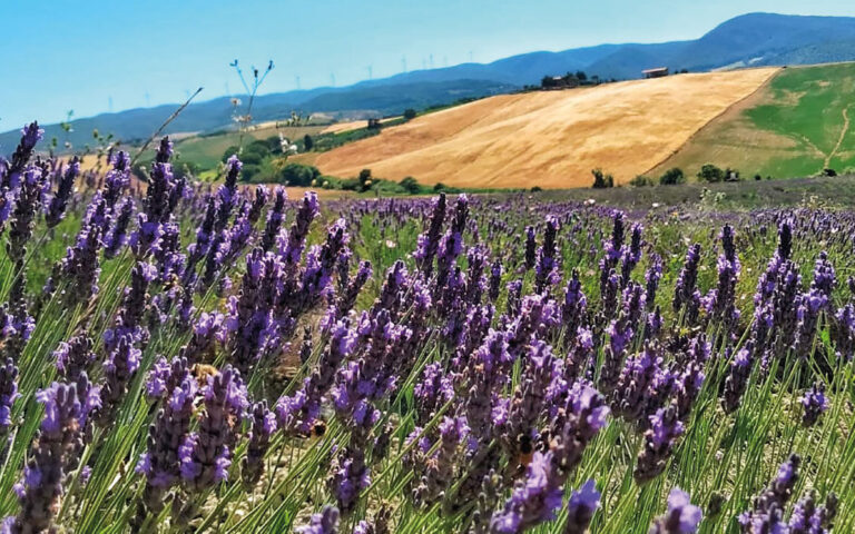 Campi di lavanda viola in fiore in primo piano con colline toscane dorate e pale eoliche sullo sfondo a Santa Luce.