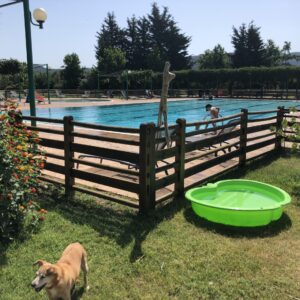 vacanza con il cane castagneto carducci campastrello sport scaled