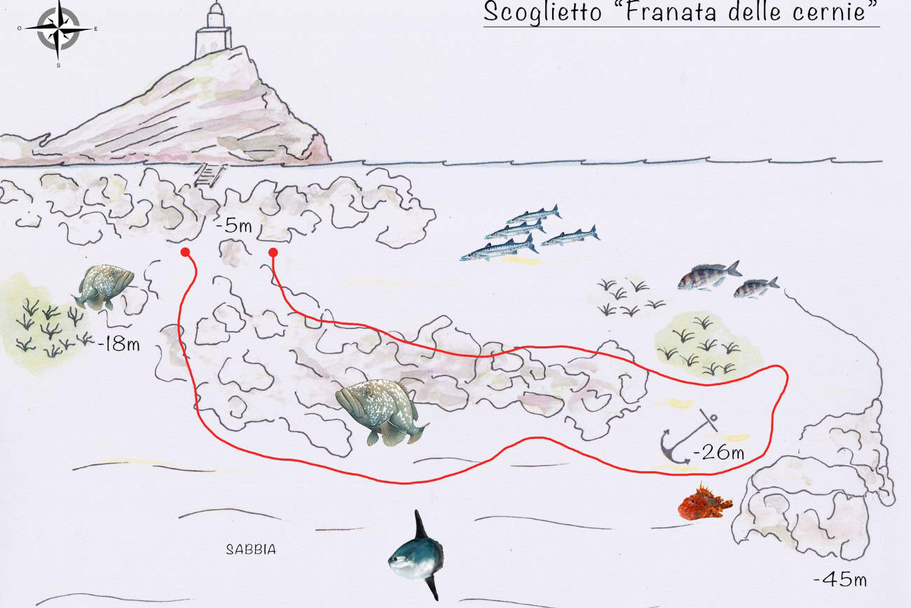 Mappa dell'immersione alla Franata delle Cernie allo Scoglietto con percorso e fauna marina