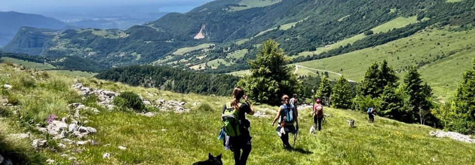A dog trekking group on an excursion in the Val di Cecina, Tuscany. A canine instructor and participants walking with their dogs among the hills and Mediterranean scrub
