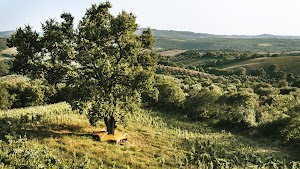 Fattoria La Maliosa - Natural Wines place picture
