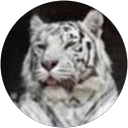 Tamara Sassatelli profile picture